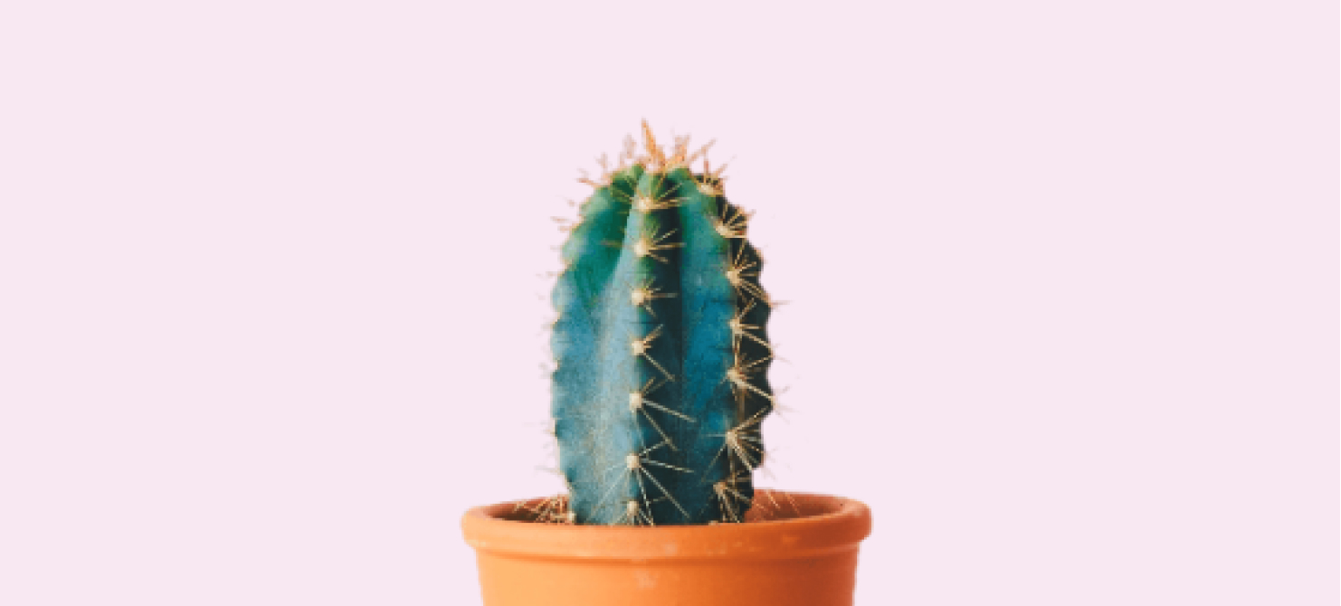 An image of cactus
